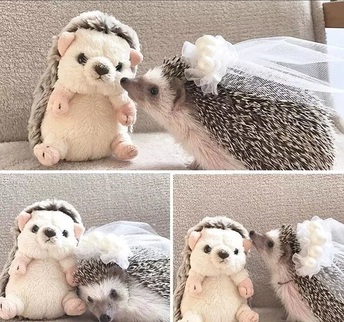 养一只刺猬,这么可爱的刺猬你也想养一只吗