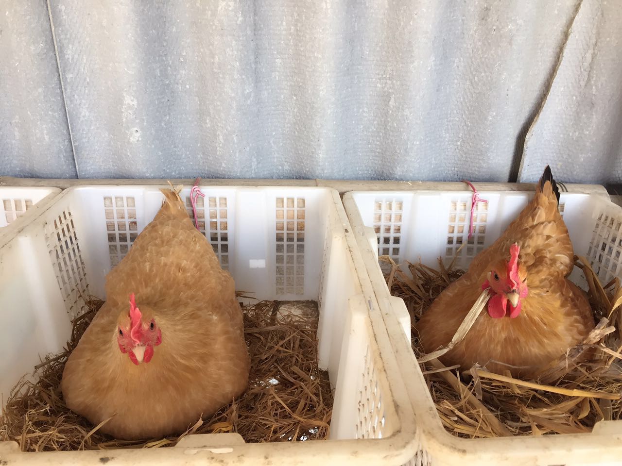 土鸡蛋与普通蛋有什么区别,土鸡蛋有机