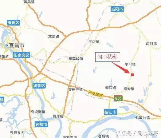 美丽的金鱼草花海,金鱼草花海