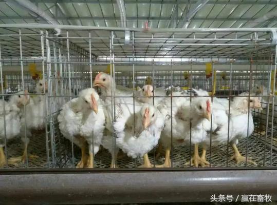 老兽医有绝招,老兽医杀菌特效药