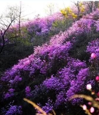 大连杜鹃花海景区,庄河歇马山杜鹃花