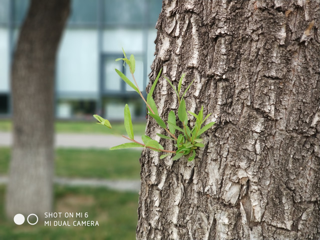 小米6处理器835,骁龙835小米6
