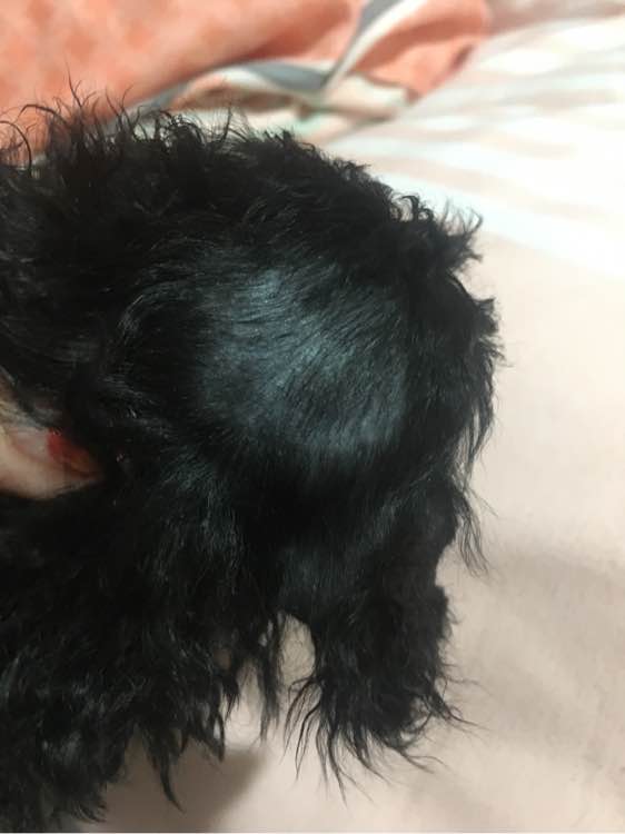 小贵宾怀孕20天不爱吃东西怎么办,贵宾怀孕一个月身体变化