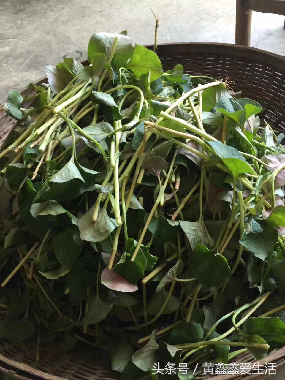 它在本草纲目中占有很重要的地位，有人说它很香、有人说它很难闻