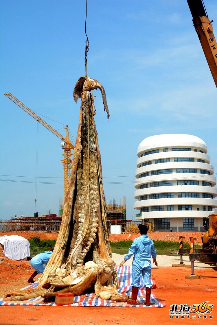 这条8米长的“大咸鱼”，上次北海错过之后等了16年