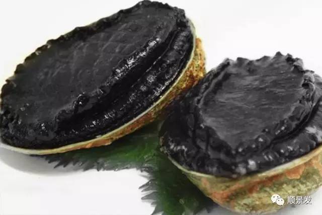 贝类海鲜的品种及图片大全,常见的贝类海鲜图片大全及名称