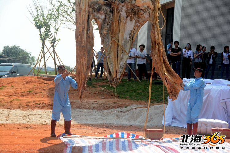 这条8米长的“大咸鱼”，上次北海错过之后等了16年