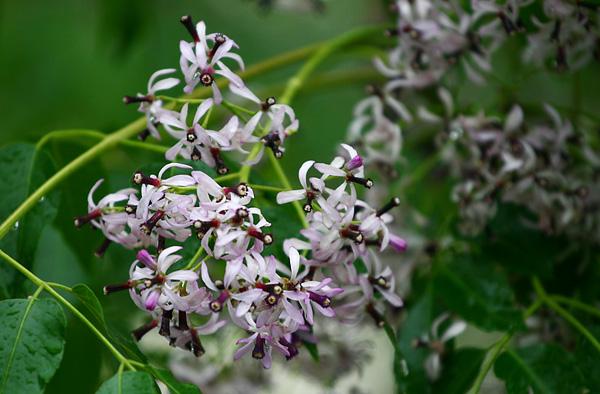 苦楝树全身都是苦的吗,苦楝树为什么消失了