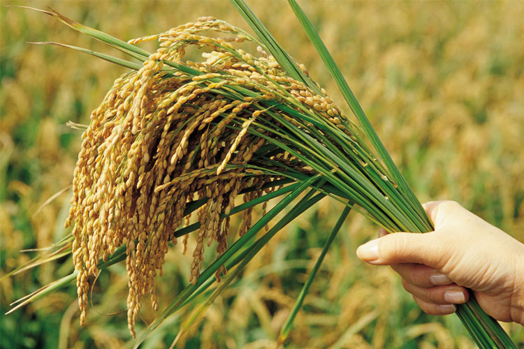 月入8000辞职去摆摊,做农业创业小伙发誓三年赚一个亿