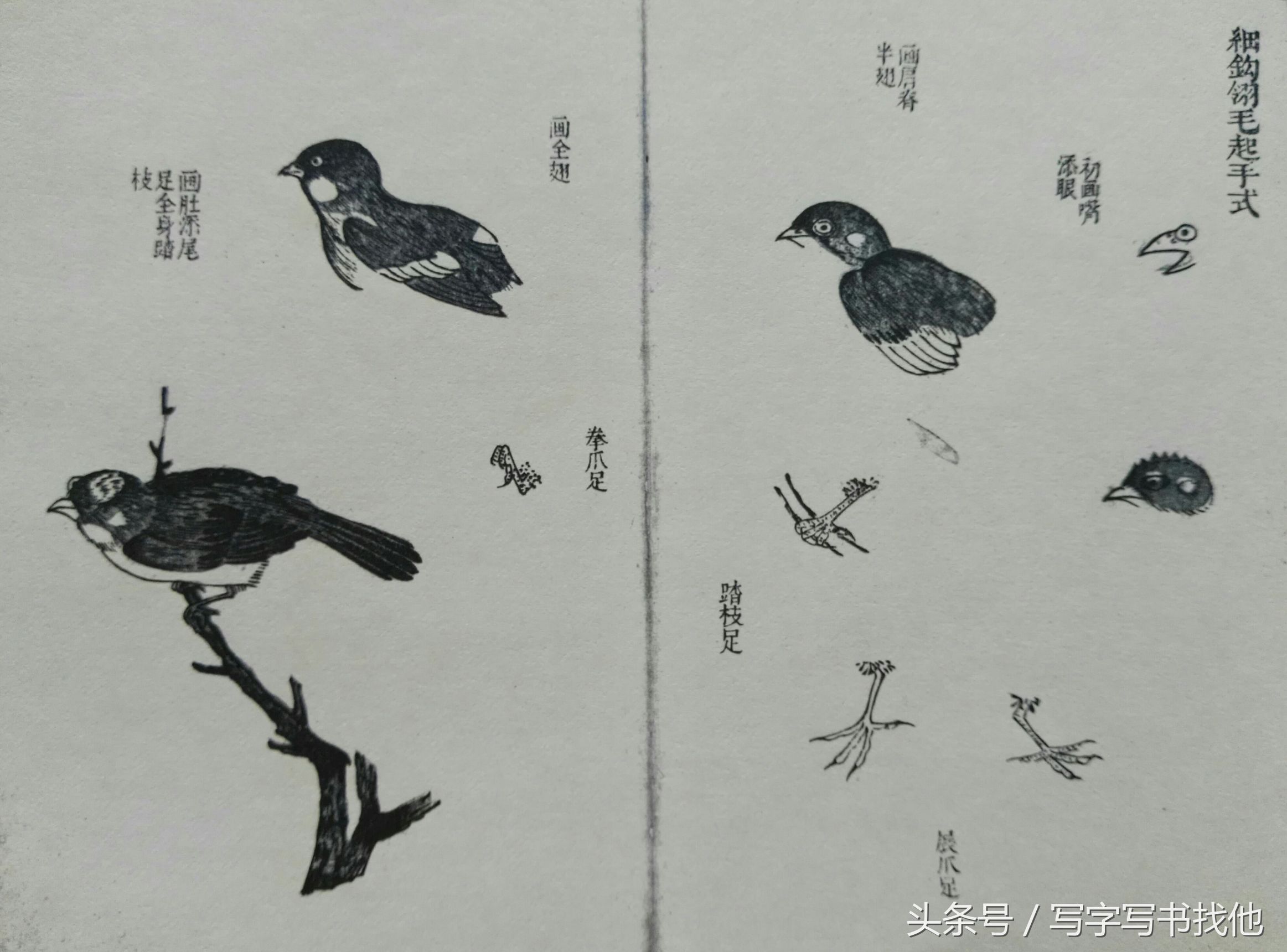 100幅鸟的画法内附绘画步骤,画鸟初学者入门步骤