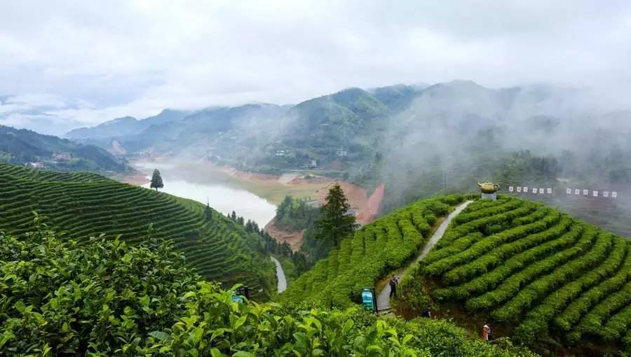 两度获世界金奖的江西遂川狗牯脑茶，茶名很奇葩，它为啥能获奖？