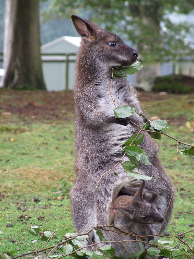 小袋鼠的真实视频,小袋鼠的行为
