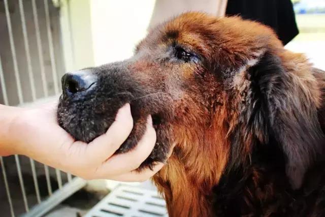 不过是一群流浪狗，却有人为它们耗尽了青春