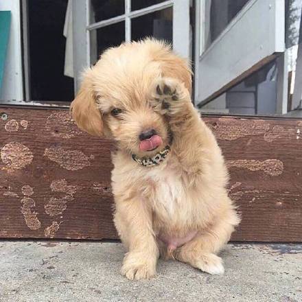 铲屎官大金毛,新手铲屎官适合养金毛吗