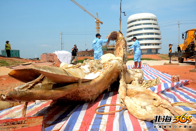 这条8米长的“大咸鱼”，上次北海错过之后等了16年