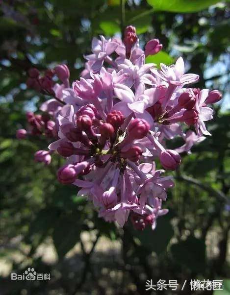 有毒有害的花草有哪些,千万不要碰的10种毒虫