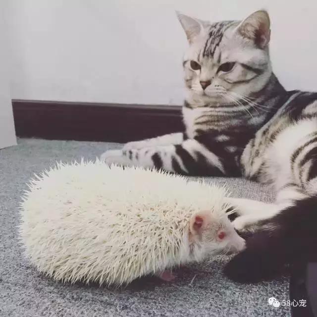 这家公司在办公室里养了十几只宠物员工幸福指数真高