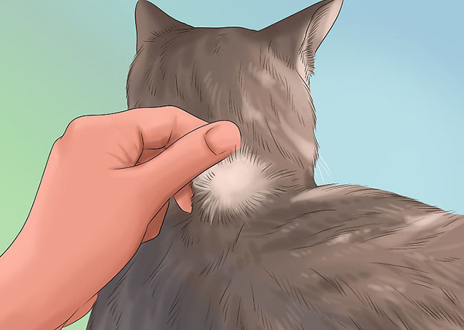 猫咪皮肤病讲解,猫百科猫咪皮肤真菌感染怎么治