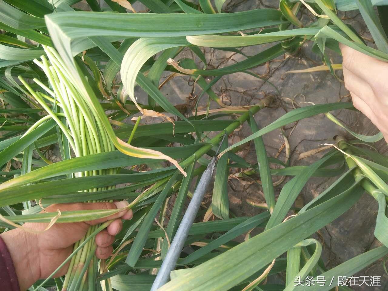 这个季节的蒜薹是应季的吗,蒜苔怎样清洗才能去残留农药