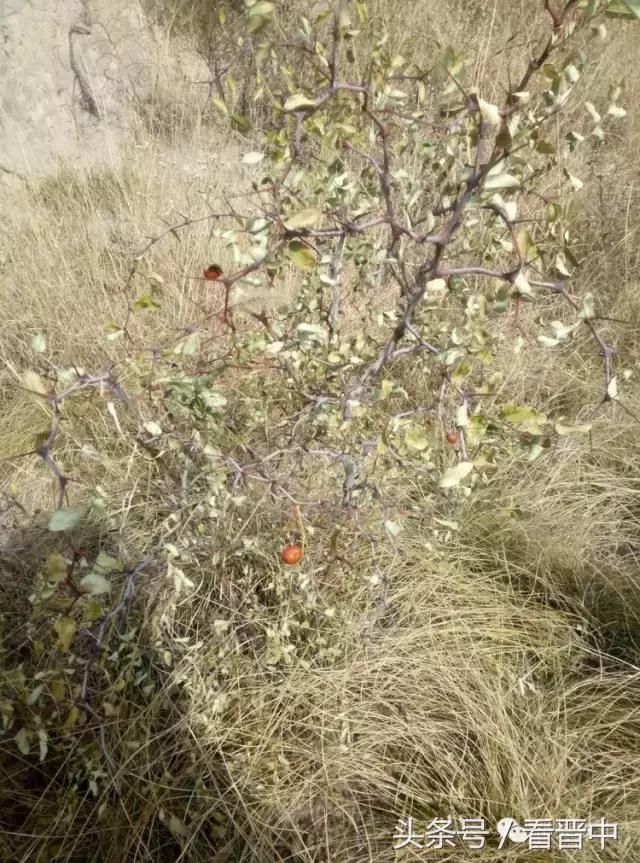 祁县三个村,祁县所有村名单