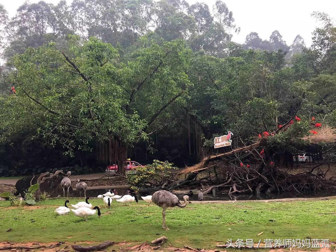 亲子游|井柏然推荐，长隆野生动物世界和海洋王国深度游记！