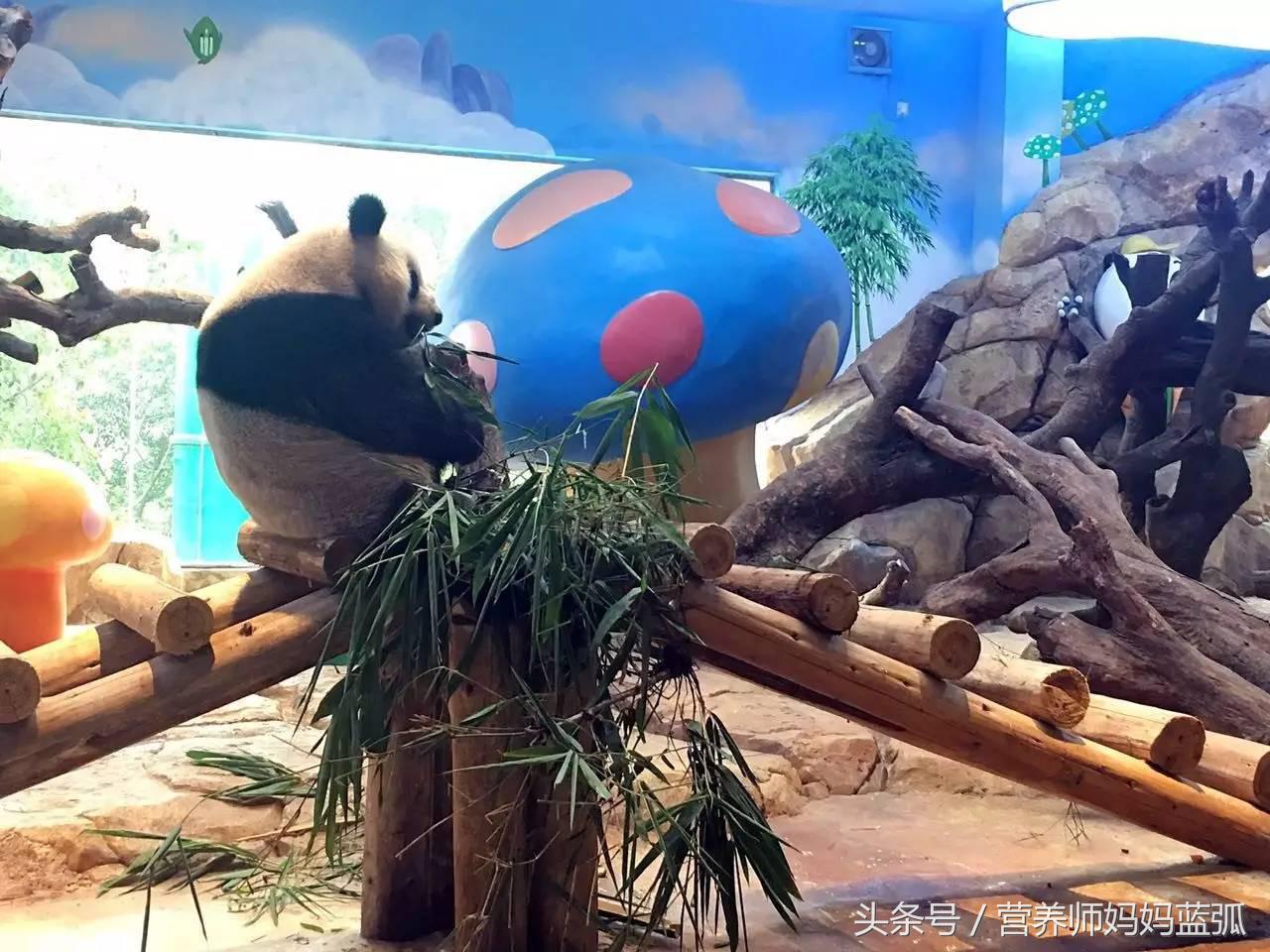 广州长隆海洋王国一日游攻略,广州长隆海洋王国亲子攻略