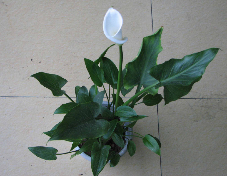 马蹄莲挺秀雅致，花苞洁白，叶片翠绿，可药用清热解毒，治烫伤