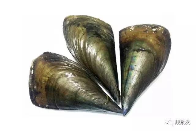 十种常见贝类海鲜图片,贝类海鲜全图