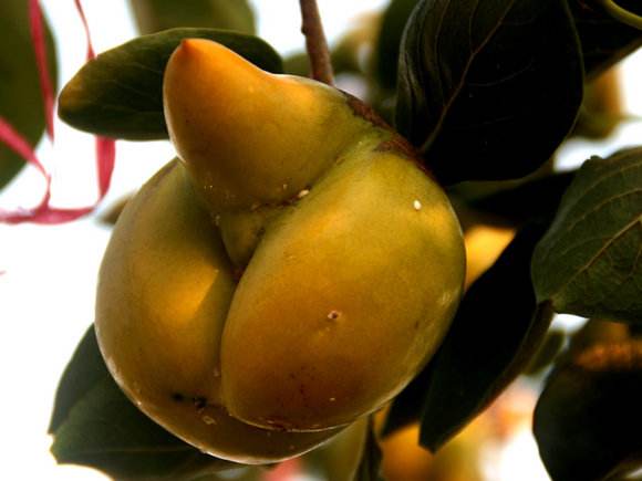 七彩辣椒多少钱一盆,观赏辣椒多少钱一盆