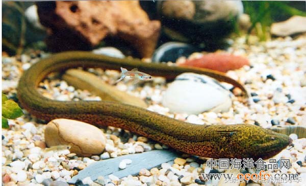 黄鳝体内的寄生虫叫什么,泥鳅和黄鳝体内真的有寄生虫吗