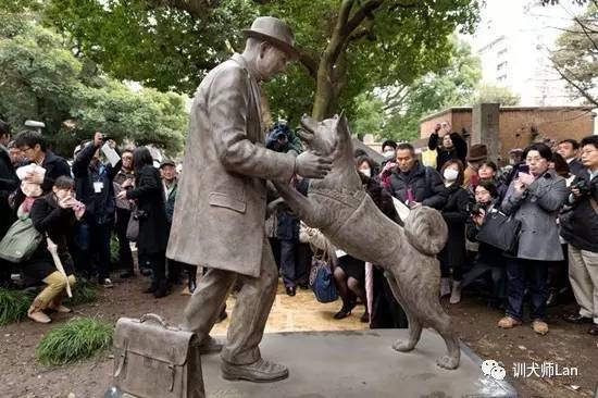 日本人评价秋田犬,忠诚主人的八公秋田犬
