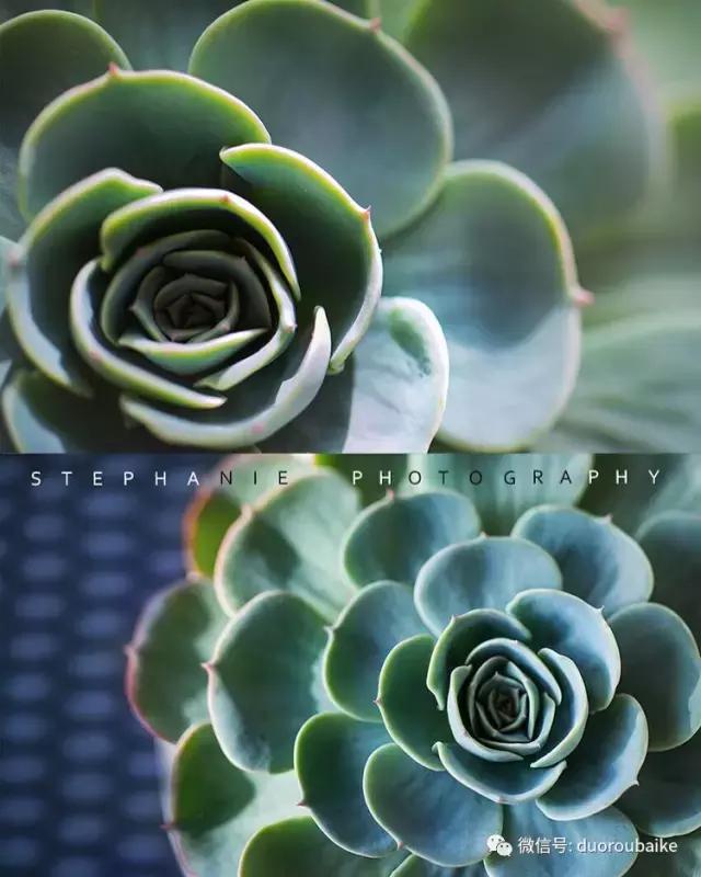 紫外线对植物生长作用与功效,紫外线光对植物生长的影响