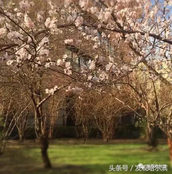 春天哈尔滨好玩的地方,哈尔滨春天景色
