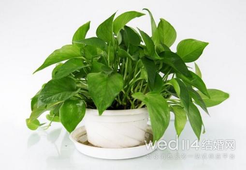 孕妇房间放什么绿萝最好,孕妇卧室能放绿萝吗