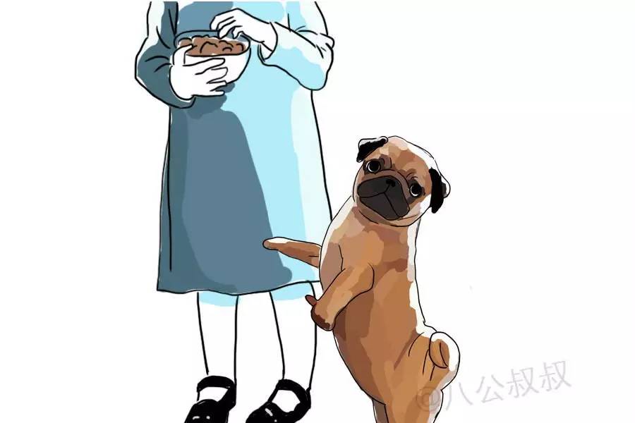 狗狗总弓着背是什么原因,狗狗为什么经常伸前爪撅屁股