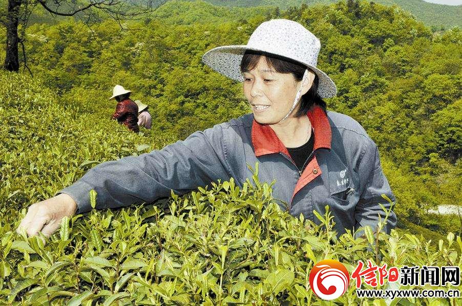 了解信阳毛尖的发展历史,信阳毛尖发展史