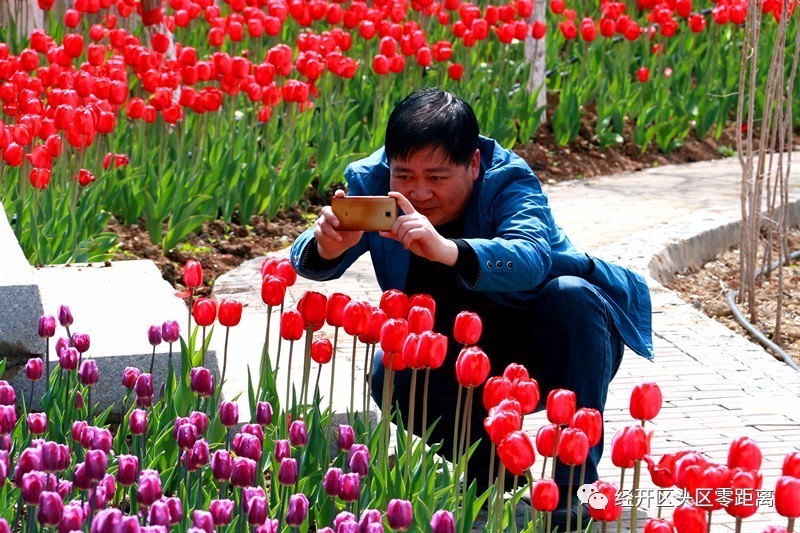 荷兰郁金香运到中国的路线,荷兰郁金香从哪来