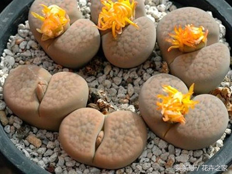 石头也能绽放的如此美丽,石头也能变得如此精致美妙