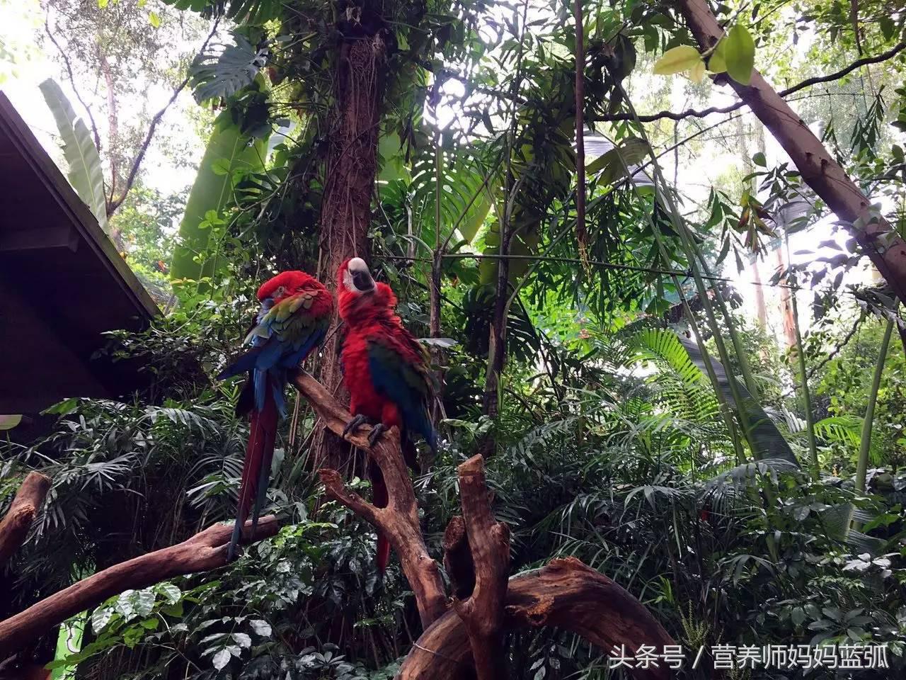 暑假长隆海洋王国游玩感受,海洋王国好玩还是长隆野生动物园