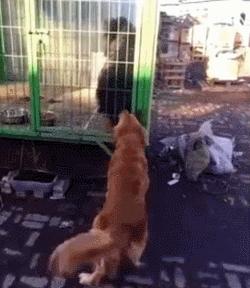 金毛被藏獒打哭了,主人被欺负藏獒的反应