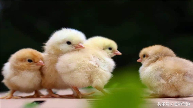 养鸡肠道喂什么药最好,养鸡防治小知识