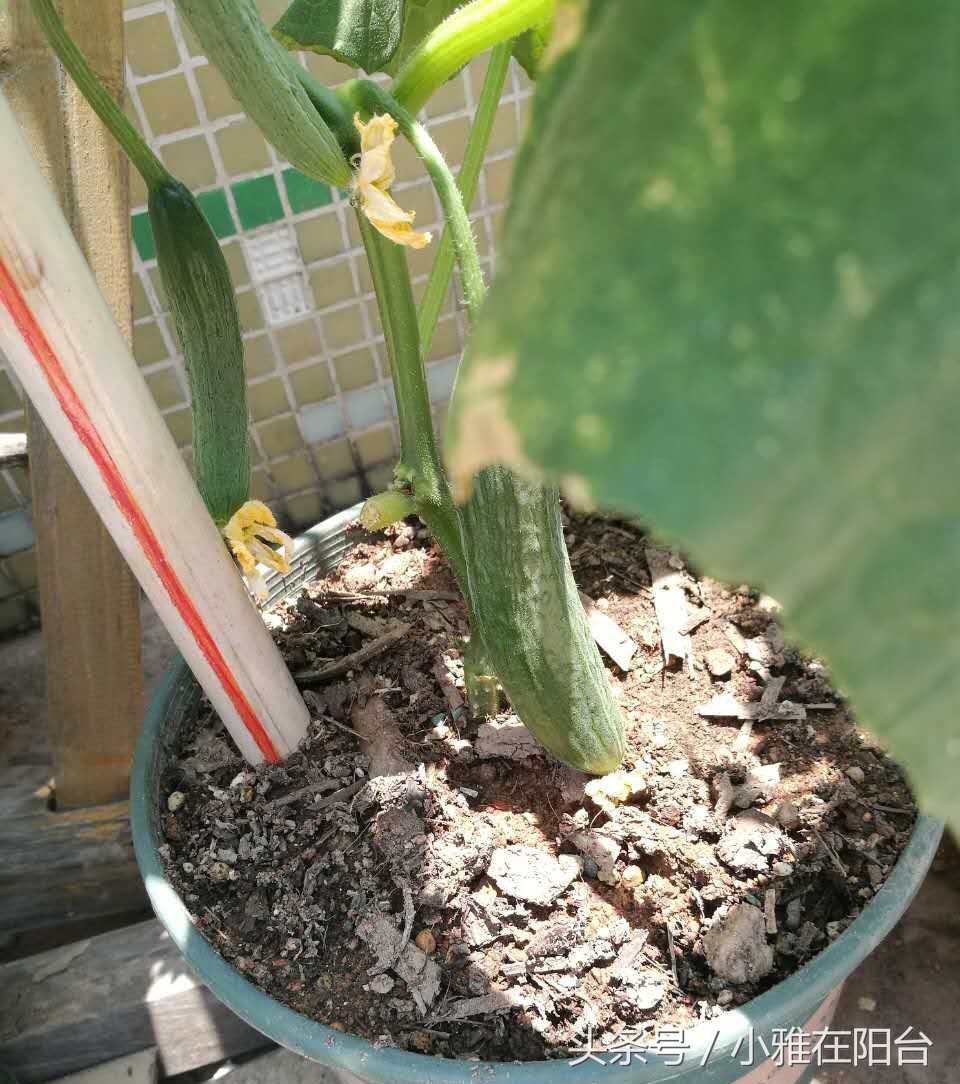 用有机肥料种菜制作方法,用什么做肥料种菜好