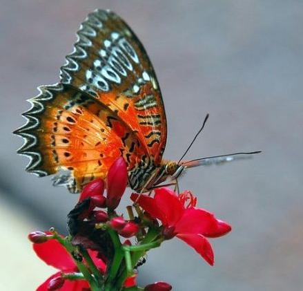 你是唯一的文案,你是唯一短句