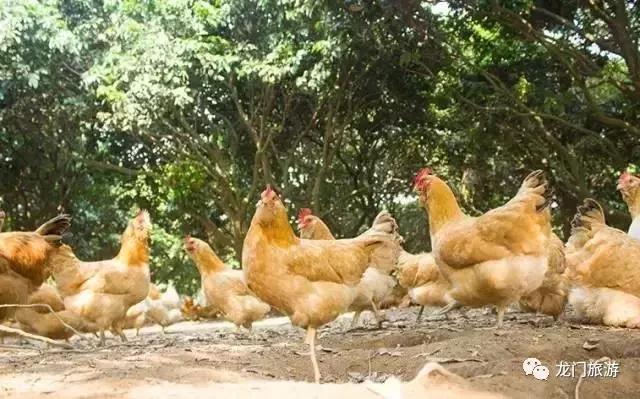 龙门旅游攻略美食,龙门景点旅游美食攻略