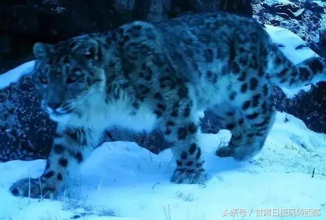 甘肃这个小边防县，人少景美就算了，居然还有雪豹棕熊和赤狐！