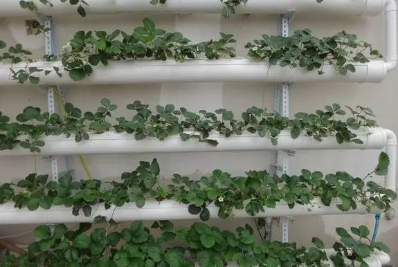 无土栽培技术视频,无土栽培技术加盟