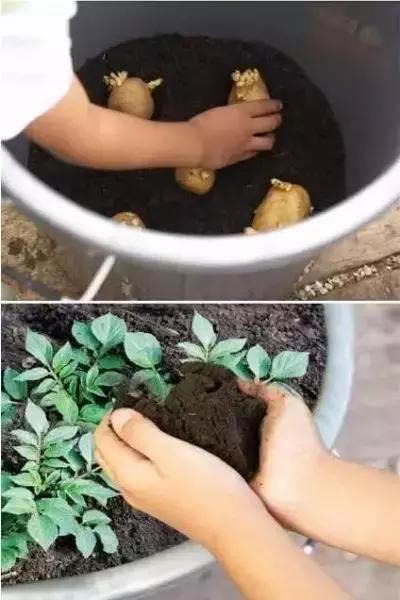 阳台蔬菜的种植方法和步骤,十大阳台蔬菜种植技巧