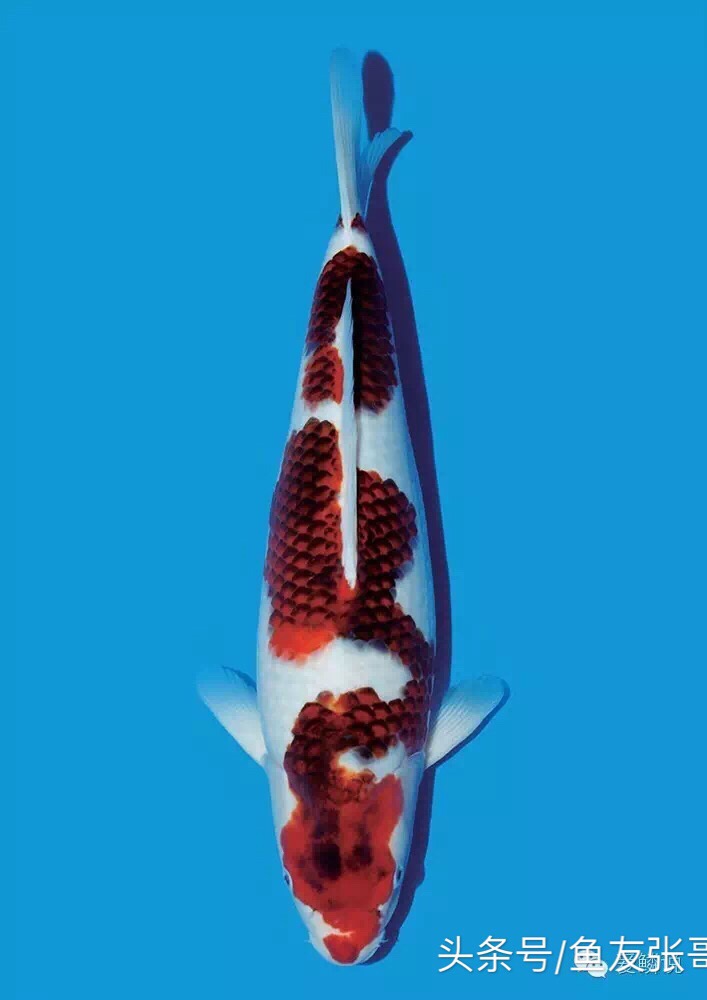 鱼友张哥分享锦鲤鱼烂肉治疗多种治疗方法