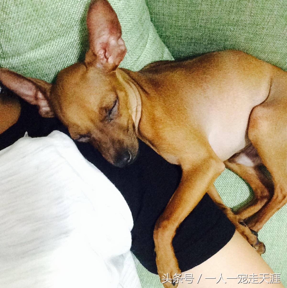 狗狗特别粘人怎么办,摸狗狗哪里最容易粘人