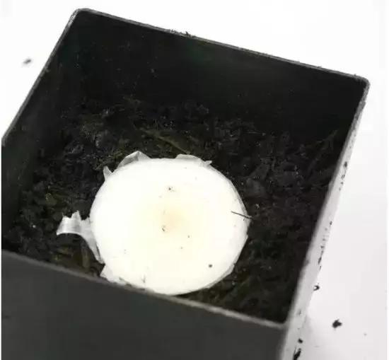 阳台蔬菜的种植方法和步骤,十大阳台蔬菜种植技巧